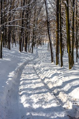 Güzel Kış Ormanı