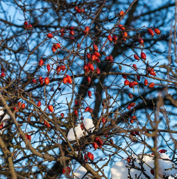 Inverno nel bosco — Foto Stock