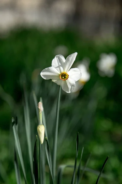 White Narcissus in the garden — Stock Photo, Image