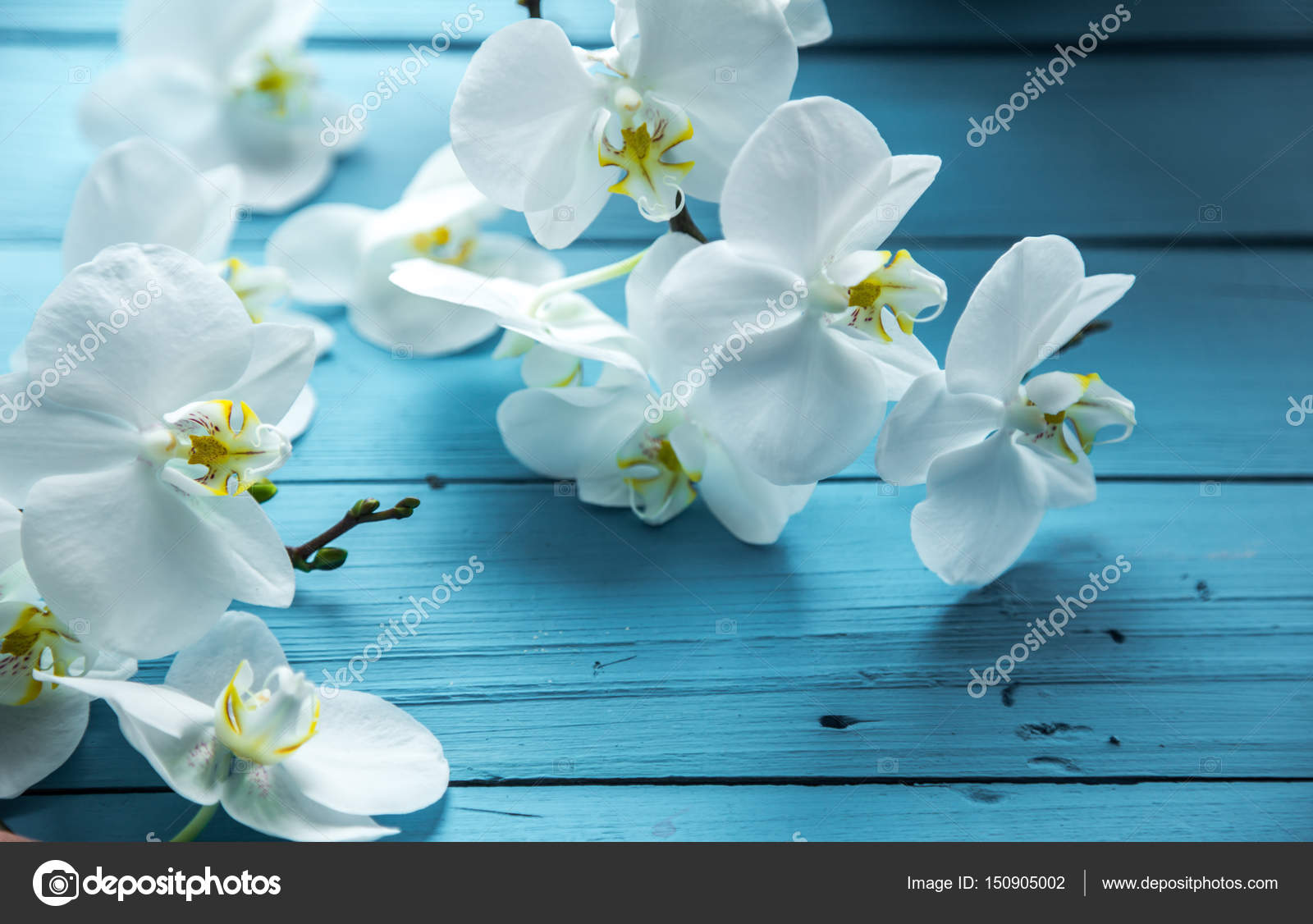 Weisse Orchideen Auf Blauem Hintergrund Stockfotografie Lizenzfreie Fotos C Puhimec 150905002 Depositphotos