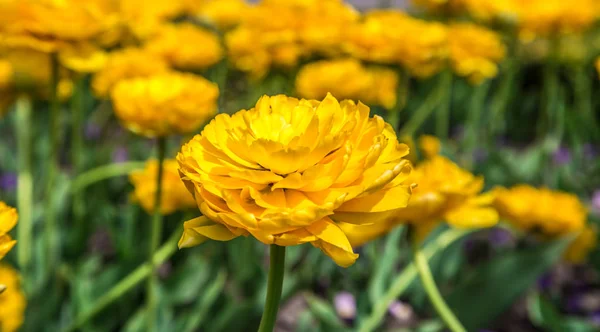 Terry yellow tulips on the flowerbed — Stock Photo, Image