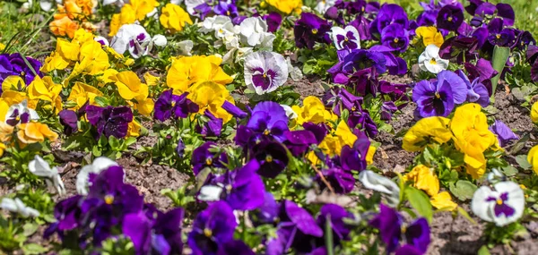 Flower bed Pansy — Stock Photo, Image