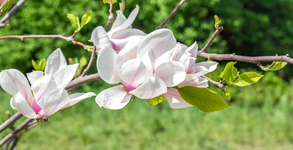 Drzewo i zbliżenie kwiatów magnolii — Zdjęcie stockowe