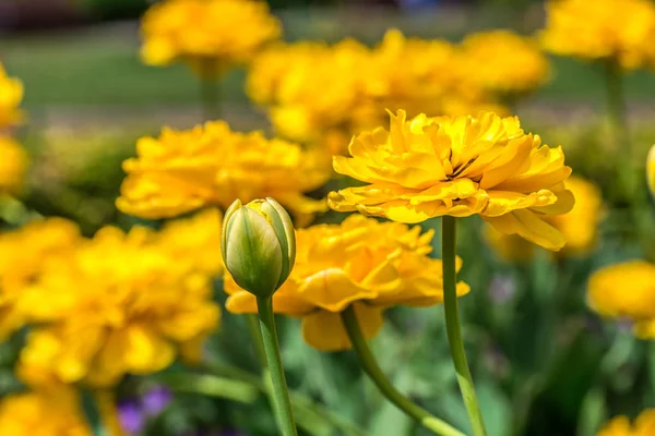 Терри желтые тюльпаны на клумбе — стоковое фото