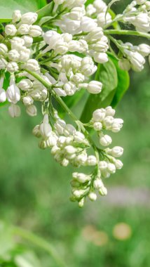 çiçekli ağaç leylak portre