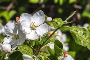 çiçekli Crabapple ağaç portre