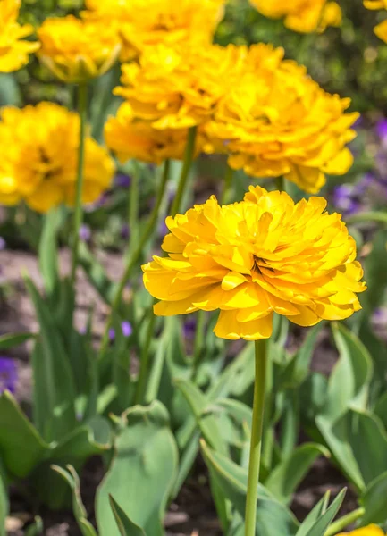 Terry żółte tulipany na kwietnik — Zdjęcie stockowe