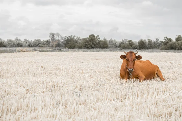 茶色の牛放牧黄色のフィールド — ストック写真