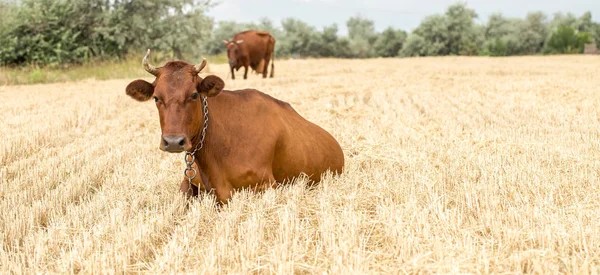 Kahverengi inek sarı bir alan otlatma — Stok fotoğraf