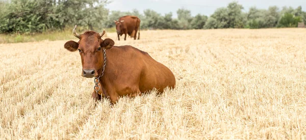 Brązowe krowy pasące się w żółtym polu — Zdjęcie stockowe