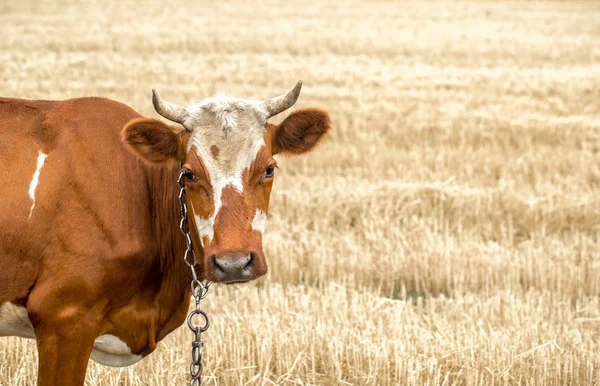 Kahverengi inek sarı bir alan otlatma — Stok fotoğraf
