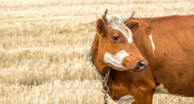 kahverengi inek sarı bir alan otlatma