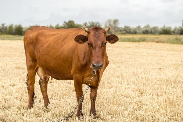 Brun Ko betande i ett gult fält — Stockfoto