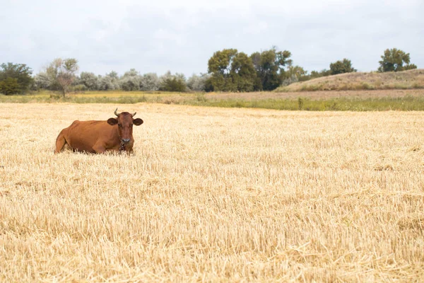 Coklat sapi merumput di bidang kuning — Stok Foto