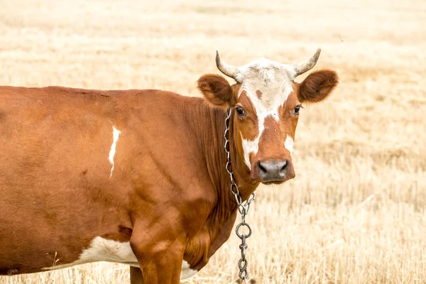 Bruine koe grazen in een geel veld — Stockfoto