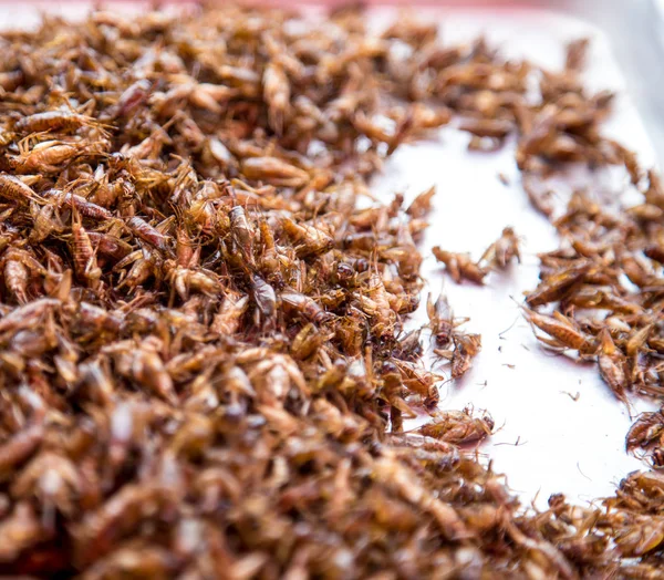 태국 전통 음식 메뚜기, 애벌레 — 스톡 사진