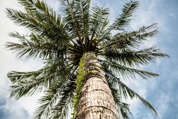 Palmiye ağacı alttan görünüm