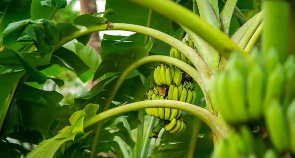 palmiye ağacı ile yeşil muz