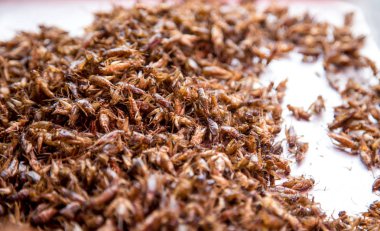 Tay geleneksel gıda çekirge, larva