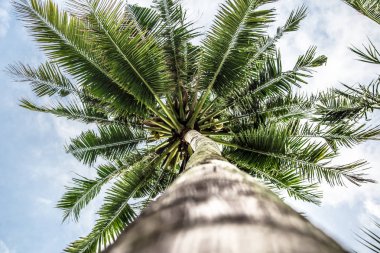 Palmiye ağacı alttan görünüm