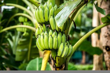 palmiye ağacı ile yeşil muz