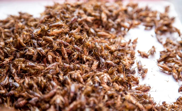 Tay geleneksel gıda çekirge, larva