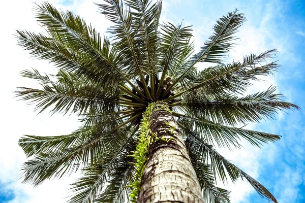 Palmiye ağacı alttan görünüm