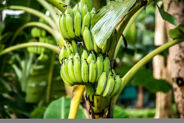 palmiye ağacı ile yeşil muz