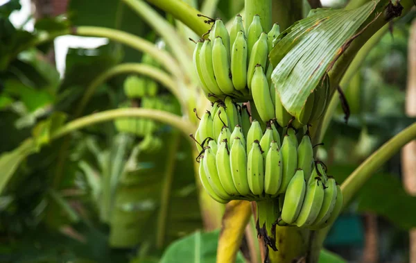 palmiye ağacı ile yeşil muz