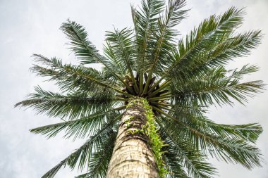 Palmiye ağacı alttan görünüm