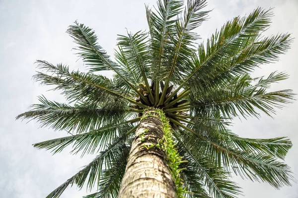 Palmiye ağacı alttan görünüm