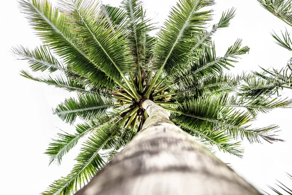 Palmiye ağacı alttan görünüm