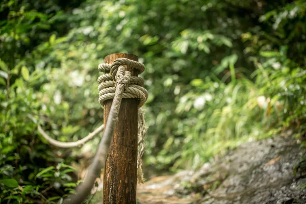 Path in tropical forest — Stock Photo, Image