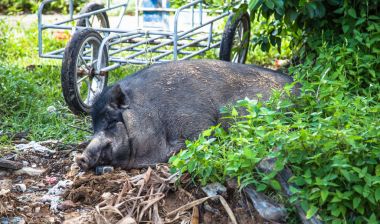 büyük, şişko domuz yola yakın çöp bir grup ile uyku