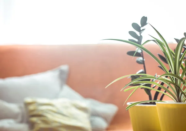 Un grand pot dans un intérieur de la maison — Photo