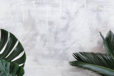 Beyaz arka planda güzel tropikal yapraklar. Poster pankartı, 