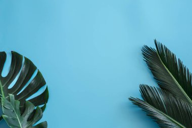 Beautiful tropical leaves on a blue background. Poster banner, p clipart