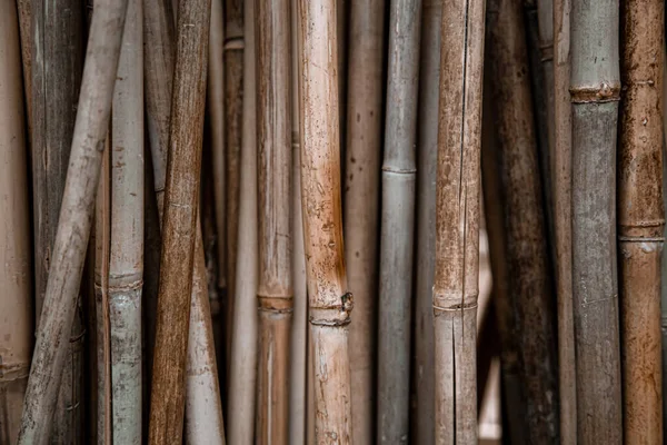 Natural background with lots of Bamboo sticks. The concept of a natural plant background.