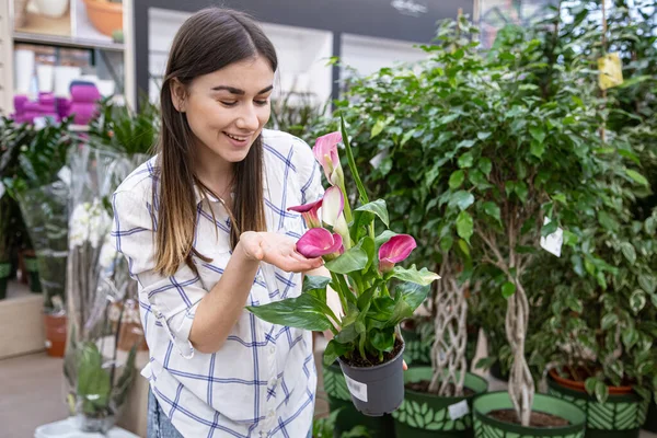 Beautiful young woman in a flower shop and choosing flowers. The concept of gardening and flowers .