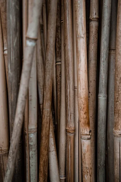 Naturalne Tło Mnóstwem Bambusowych Patyków Koncepcja Naturalnego Tła Roślinnego — Zdjęcie stockowe