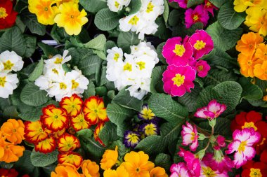 Bir sürü çiçek desenli, çok renkli, parlak bir arka plan. Doğal bitki örtüsü ve çiçeklerle soyut bir arkaplan kavramı.