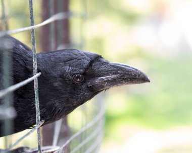 Evcil bir karga kafesinden dışarı bakar. Kapatın. Makro kipi.