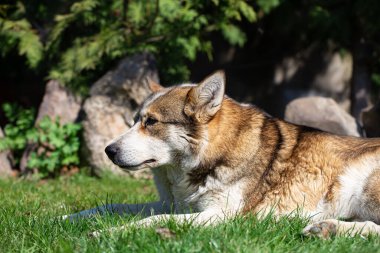 Otların üzerinde yatan iri yapılı bir köpeğin portresi. Beyaz ve turuncu renk .