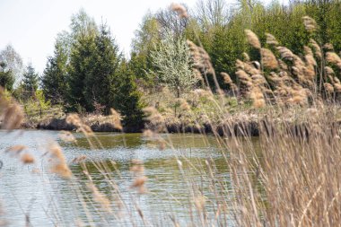 Manzara. Güzel ağaçların arka planında göl ve bataklık. Yazın bataklık.