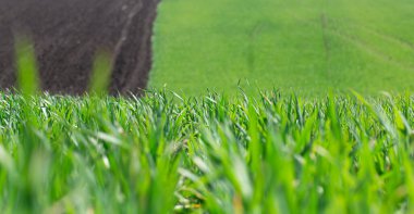 Ukrayna 'daki güzel yeşil buğday tarlaları. Tarlada yeşil buğday filizleri, yakın plan. Konsept ekoloji koruması. Dünyanın güzelliğini keşfedin.