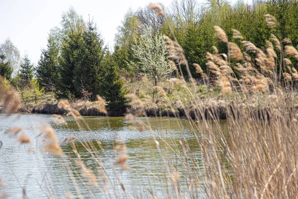 Manzara. Güzel ağaçların arka planında göl ve bataklık. Yazın bataklık.