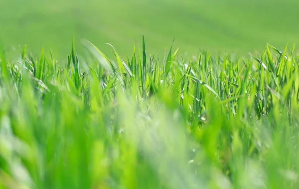 Krásná Pole Zelené Pšenice Ukrajině Výhonky Zelené Pšenice Poli Zblízka — Stock fotografie