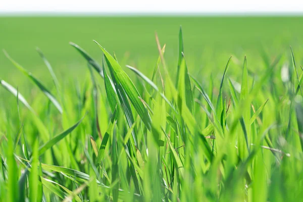 Krásná Pole Zelené Pšenice Ukrajině Výhonky Zelené Pšenice Poli Zblízka — Stock fotografie