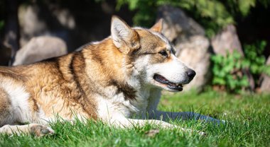 Otların üzerinde yatan iri yapılı bir köpeğin portresi. Beyaz ve turuncu renk .