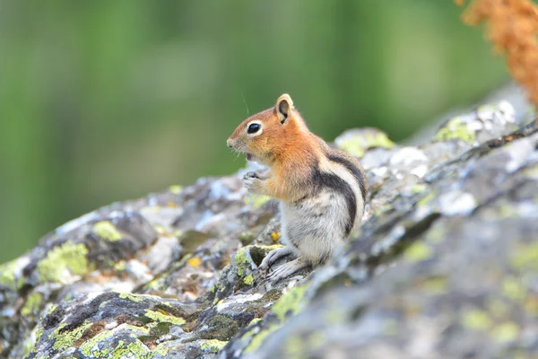 Altın mantled zemin sincap mo bulundu sincap bir türüdür